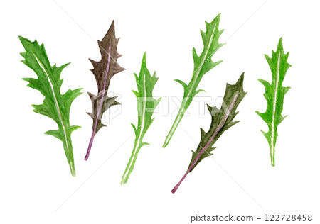 手繪水彩插圖的嬰兒水菜 手繪水彩插圖的嬰兒水菜 122728458