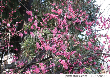 Pink plum blossoms blooming in a winter park Pink plum blossoms blooming in a winter park 122728568