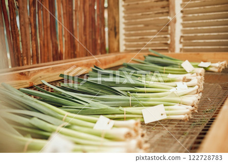 Farm, agriculture and spring onions in the green farming and agricultural industry for harvest. Sustainability, vegetables and fresh produce for organic, eco friendly and environmental conservation 122728783