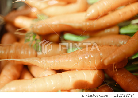 Agriculture, vegetables and plants in nature for healthy diet, sustainable lifestyle and natural farming in the countryside. Organic, green and orange carrot on farm for market and vitamin nutrition Agriculture, vegetables and plants in nature for healthy diet, sustainable lifestyle and natural farming in the countryside. Organic, green and orange carrot on farm for market and vitamin nutrition 122728784