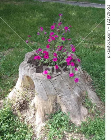 A stump with red flowers growing on it A stump with red flowers growing on it 122729053