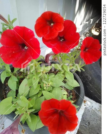 Vibrant red petunia flowers in a black pot. Vibrant red petunia flowers in a black pot. 122729054