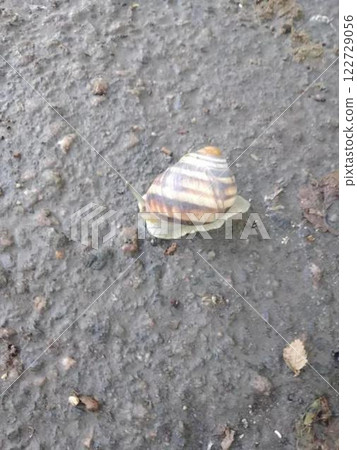 Snail moving on wet rough ground surface. Snail moving on wet rough ground surface. 122729056