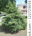 Lush green spruce tree in urban environment.  122729058