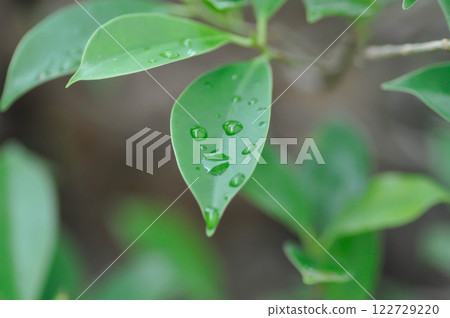 Rain tree or Samanea saman, LEGUMINOSAE MIMOSOIDEAE and rain droplet Rain tree or Samanea saman, LEGUMINOSAE MIMOSOIDEAE and rain droplet 122729220