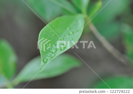 Rain tree or Samanea saman, LEGUMINOSAE MIMOSOIDEAE and rain droplet 122729222