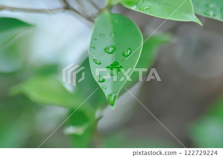 Rain tree or Samanea saman, LEGUMINOSAE MIMOSOIDEAE and rain droplet 122729224