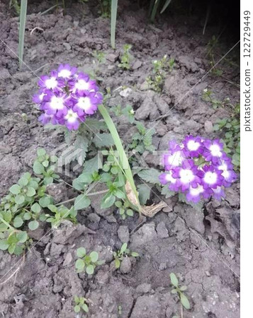 Purple verbena flowers blooming in soil. Purple verbena flowers blooming in soil. 122729449