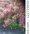 Pink flowering shrub with green leaves in sunlight.  122729450