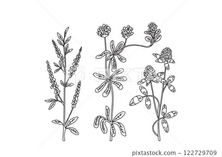 Line art collection botanical wildflower isolated on white background. Hand drawn black and white outline plants with stems, leaves and flowers vector illustration. Graphic design for Birthday Wedding Line art collection botanical wildflower isolated on white background. Hand drawn black and white outline plants with stems, leaves and flowers vector illustration. Graphic design for Birthday Wedding 122729709