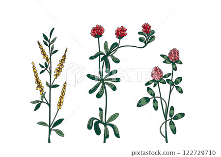 Collection botanical plants and flowers isolated on white background. Wildflowers Clover bouquet in green pink colors vector illustration. Graphic design for Birthday Wedding Greeting Card Invitation 122729710