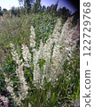 Tall white wild grasses in a green meadow.  122729768
