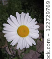 White daisy flower in sunlight.  122729769