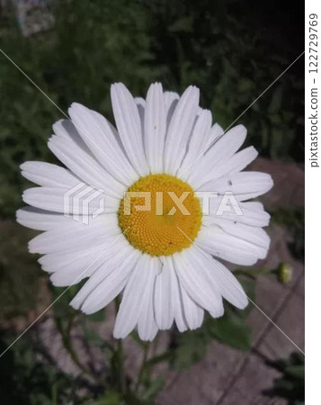 White daisy flower in sunlight.  122729769