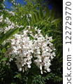 White blossoms of black locust tree in sunlight.  122729770
