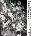 White flowers in full bloom on a green bush.  122729771