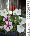 White and pink petunia flowers in a black pot.  122729772
