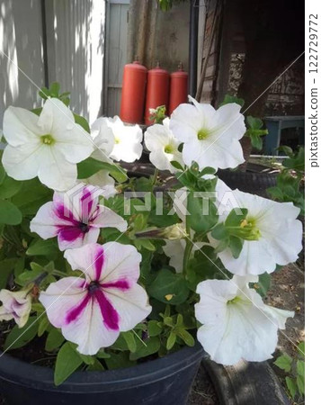 White and pink petunia flowers in a black pot.  122729772