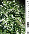 Blooming white Viburnum opulus shrub in sunlight.  122729773