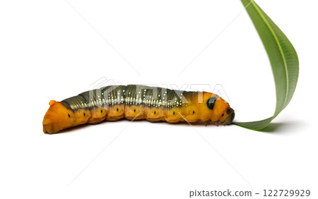 Large Oleander Hawk moth caterpillar eating green oleander leaf isolated on white background, macro Large Oleander Hawk moth caterpillar eating green oleander leaf isolated on white background, macro 122729929