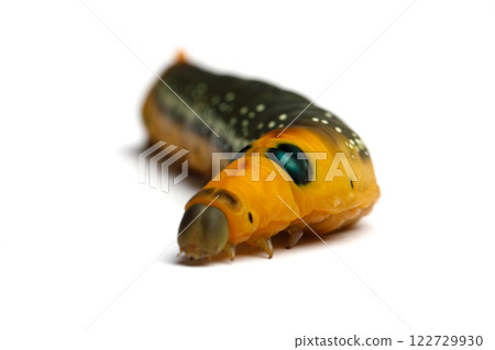 Large Oleander Hawk moth caterpillar isolated on white background, macro Large Oleander Hawk moth caterpillar isolated on white background, macro 122729930