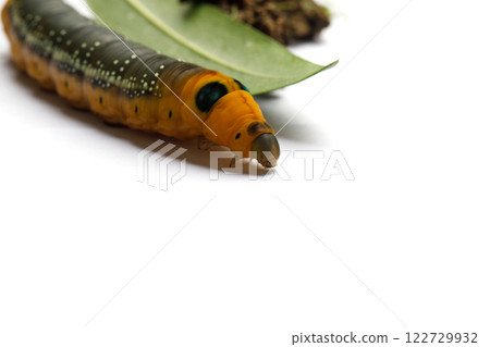 Big Caterpillar of Oleander Hawk moth or Daphnis nerii Butterfly with green Oleander leaf Big Caterpillar of Oleander Hawk moth or Daphnis nerii Butterfly with green Oleander leaf 122729932