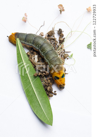 Ornated Caterpillar of Oleander Hawk moth or Daphnis nerii Butterfly Ornated Caterpillar of Oleander Hawk moth or Daphnis nerii Butterfly 122729933