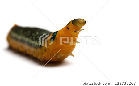 Oleander Hawk Moth Caterpillar (daphnis nerii) on white Oleander Hawk Moth Caterpillar (daphnis nerii) on white 122730268