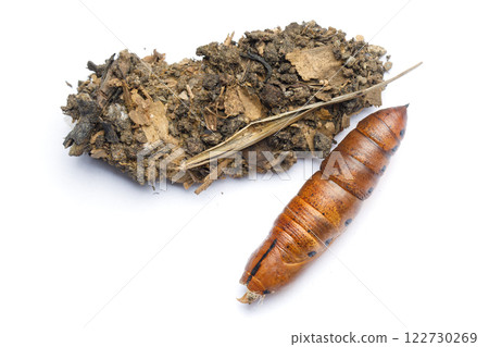 Empty cocoon of Oleander Hawk moth or Daphnis nerii larva on white background 122730269