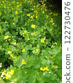 Vibrant yellow wildflowers growing in lush green foliage outdoors.  122730476
