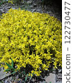 Bright yellow star-shaped flowers of Sedum acre in full bloom outdoors.  122730477