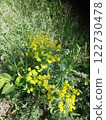 Bright yellow wildflowers in green grass.  122730478