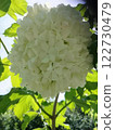 White hydrangea flower in sunlight.  122730479