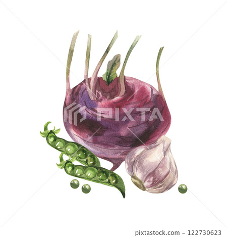 Watercolor vegetables composition with kohlrabi,peace and garlic illustration. Hand drawn superfood clipart, vegan healthy eating painting for soup packing,sauce, product label,logo, menu design. 122730623