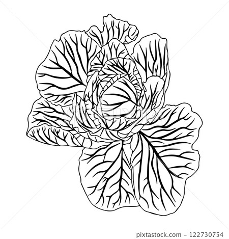 Head of white cabbage with lush pericarp foliage. Vector illustration isolated on white background. Head of white cabbage with lush pericarp foliage. Vector illustration isolated on white background. 122730754