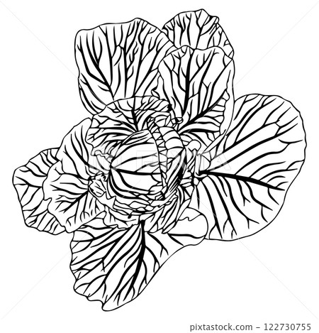 Head of white cabbage with lush pericarp foliage. Vector illustration isolated on white background. 122730755