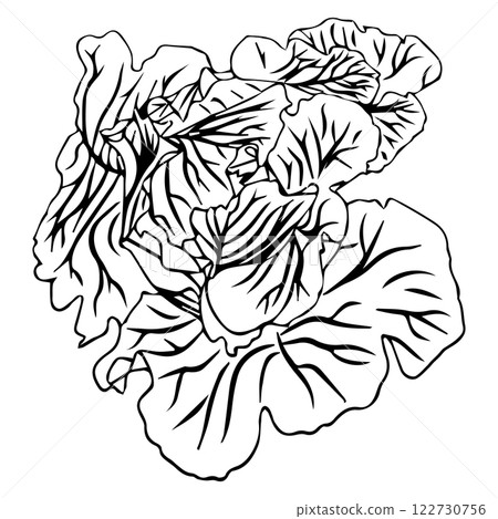 Head of white cabbage with lush pericarp foliage. Vector illustration isolated on white background. 122730756