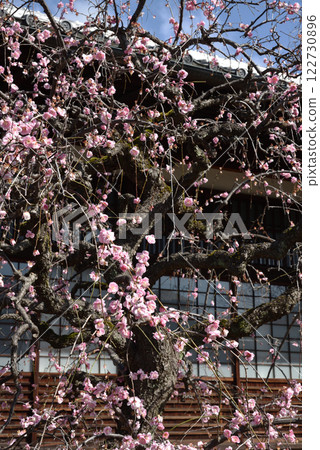 垂枝梅、由勝寺（京都市上京區） 122730896