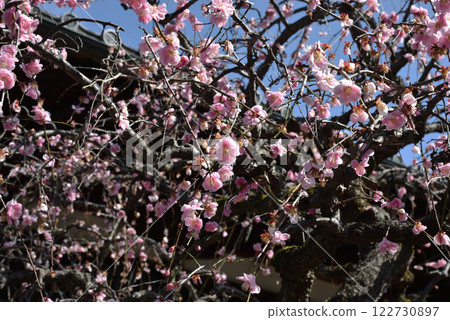 垂枝梅、由勝寺（京都市上京區） 122730897