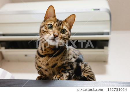 Cat climbing onto a shelf and looking down Cat climbing onto a shelf and looking down 122731024