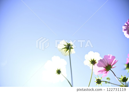 岐阜世界玫瑰園的大波斯菊 122731119