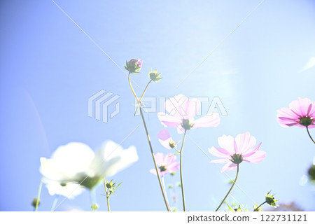 岐阜世界玫瑰園的大波斯菊 岐阜世界玫瑰園的大波斯菊 122731121
