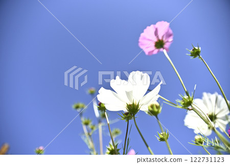 岐阜世界玫瑰園的大波斯菊 122731123