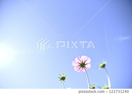 Cosmos at Gifu World Rose Garden Cosmos at Gifu World Rose Garden 122731240