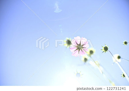 Cosmos at Gifu World Rose Garden Cosmos at Gifu World Rose Garden 122731241