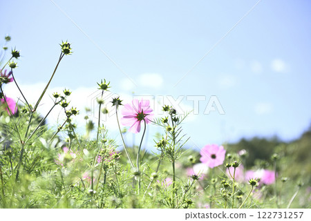 Cosmos at Gifu World Rose Garden 122731257