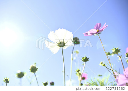 Cosmos at Gifu World Rose Garden 122731262
