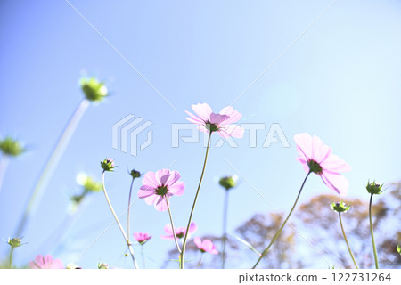 Cosmos at Gifu World Rose Garden Cosmos at Gifu World Rose Garden 122731264