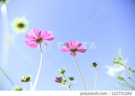岐阜世界玫瑰園的大波斯菊 122731268