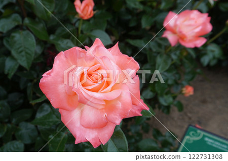 玫瑰 (伊哈托夫之風) 01 玫瑰 (伊哈托夫之風) 01 122731308